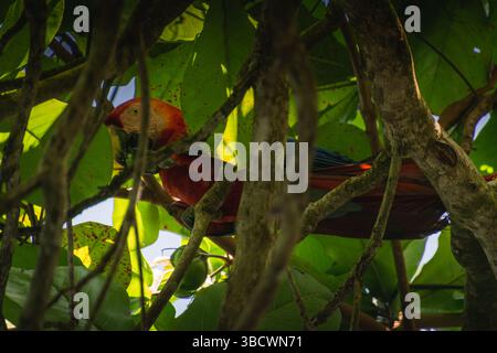 Perroquet d'aras se cachant parmi les feuilles vertes dans un arbre tropical, Banque D'Images
