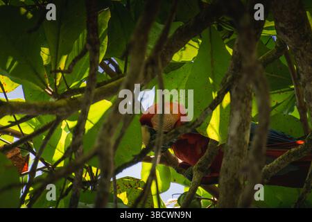 Perroquet d'aras se cachant parmi les feuilles vertes dans un arbre tropical, Banque D'Images