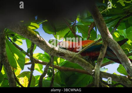 Perroquet d'aras se cachant parmi les feuilles vertes dans un arbre tropical, Banque D'Images