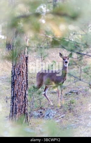 Une biche de Virginie regarde. Banque D'Images