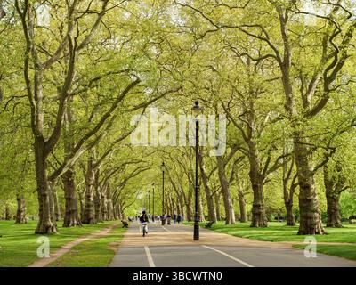 Avenue bordée d'arbres pour le vélo et la marche à Hyde Park, Londres, Royaume-Uni Banque D'Images