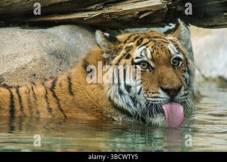 États-Unis, Utah. Zoo de Hogle, tigre de Sibérie en captivité buvant dans la piscine. Banque D'Images