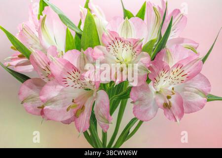 États-Unis, État de Washington, Seabeck. Bouquet de fleurs d'alstroemeria. Banque D'Images