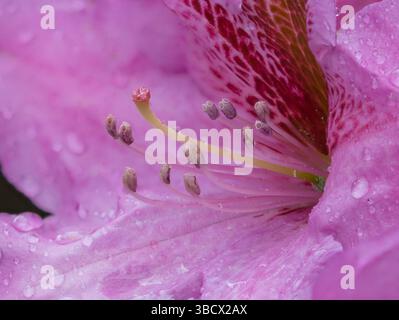 Etat de Washington. Gros plan de fleur de rhododendron rose avec des gouttes d'eau Banque D'Images