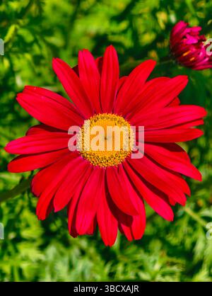 Gros plan de marguerites rouges éclatantes avec des centres jaune doré, capturés avec précision sur un fond vert doux. Une image florale parfaite symbolisant l'été, la beauté et l'élégance naturelle. Banque D'Images