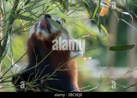 Panda rouge (Ailurus fulgens) mangeant des feuilles de bambou, en voie de disparition, animal dans le zoo Banque D'Images