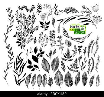 Ensemble de feuilles et de branches noires graphiques. dessiné à la main. Pas ai, illustration vectorielle Illustration de Vecteur