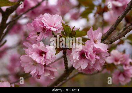 Gros plan des doubles fleurs roses vibrantes du cerisier japonais Prunus serrulata Kanzan en pleine floraison printanière Banque D'Images
