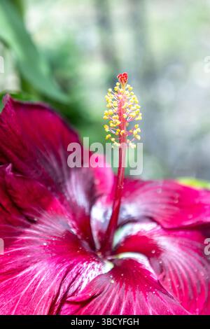 Grande fleur rouge foncé d'une variété dragon noir de fleur d'hibiscus au printemps dans le sud-ouest de la Floride. Banque D'Images