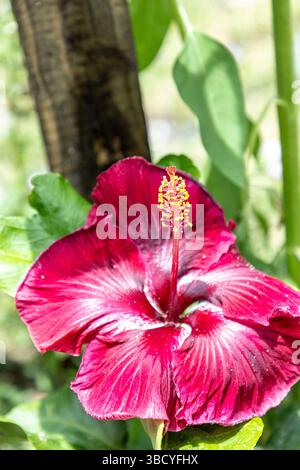 Grande fleur rouge foncé d'une variété dragon noir de fleur d'hibiscus au printemps dans le sud-ouest de la Floride. Banque D'Images