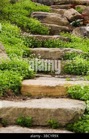 Marches en pierre naturelle bordées de blanc Asperula odorata - fleurs de Woodruff dans le jardin arrière en pente au printemps. Banque D'Images