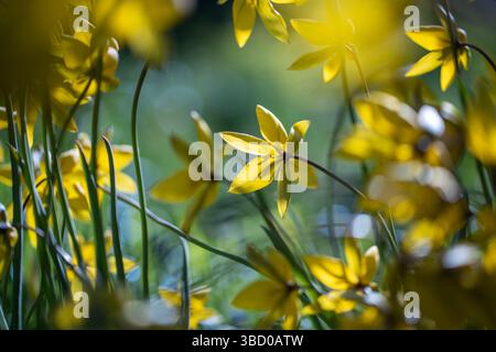 Tulipe sylvestris fleurissant le jour du printemps. Tulipes sauvages jaune vif en pleine fleur dans le pré. Banque D'Images