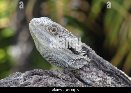 Gros plan portrait d'un lézard reptile dragon barbu de l'est Banque D'Images