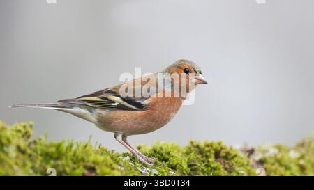 Chaffinch [ Fringilla coelebs ] sur bûche moussue Banque D'Images
