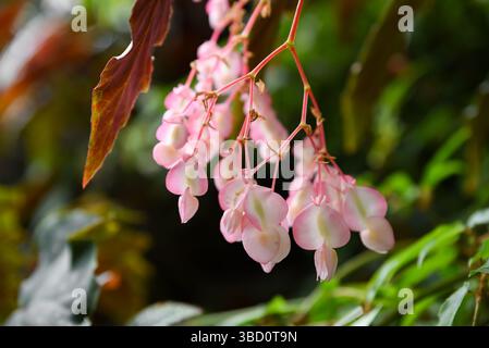 Les fleurs de bégonia roses avec des feuilles vertes luxuriantes forment un fond floral doux. Caractéristiques Begonia thurstonii et Begonia grandis, connu sous le nom de bégonia robuste Banque D'Images