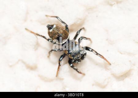 Une petite araignée sauteuse noire du genre Heliophanus (Salticidae) repose sur un rocher dans un habitat naturel sec. Cet arachnide agile est connu pour son hu Banque D'Images
