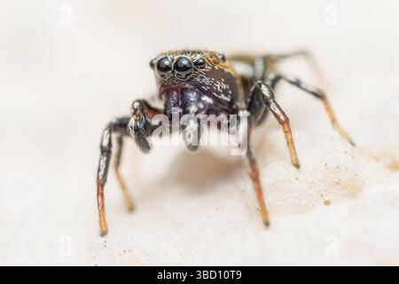 Une petite araignée sauteuse noire du genre Heliophanus (Salticidae) repose sur un rocher dans un habitat naturel sec. Cet arachnide agile est connu pour son hu Banque D'Images