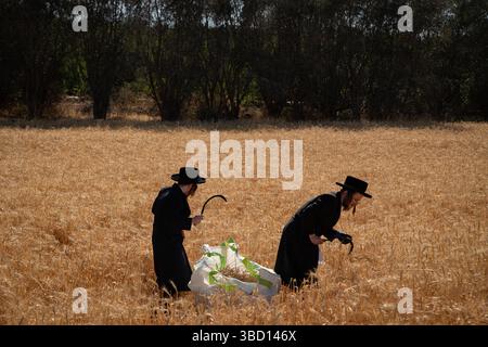 Pékin, Chine. 20 mai 2025. Les juifs ultra-orthodoxes récoltent le blé dans le cadre d’un rituel annuel avant la fête juive de Chavouot, dans un champ près de Jérusalem le 20 mai 2025. Crédit : Chen Junqing/Xinhua/Alamy Live News Banque D'Images