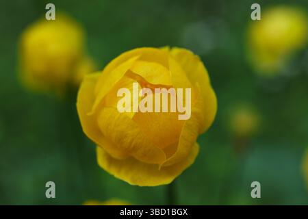Beau Trollius europaeus jaune, le globeflower, dans le jardin Banque D'Images
