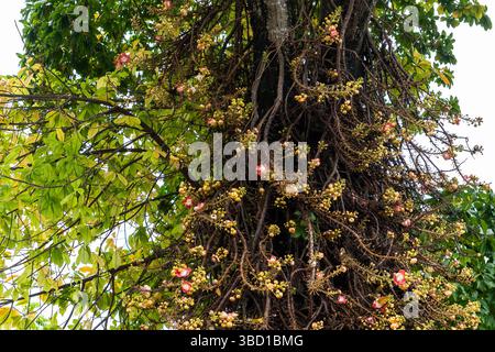 Le Couroupita guianensis, connu sous divers noms communs, y compris l'arbre à boule de canon, est un arbre à feuilles caduques de la famille des Lecythidaceae Banque D'Images