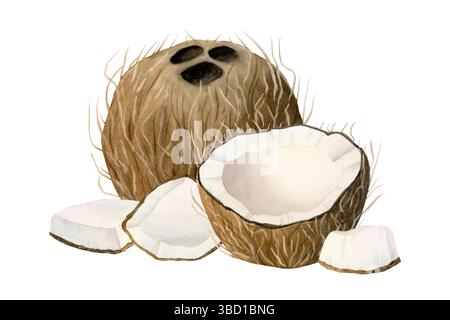 Noix de coco illustration d'aquarelle dessinée à la main isolé sur blanc. Morceaux entiers, demi et petits fruits tropicaux clipsés Bar de plage d'été et bio Banque D'Images