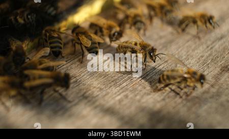 Gros plan de nombreuses abeilles mellifères se déplaçant activement autour de l'entrée d'une ruche en bois texturée Banque D'Images