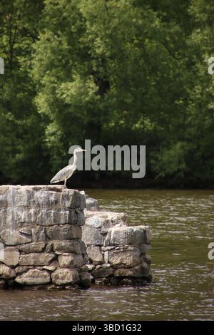 Un héron se tient sur des pierres. En arrière-plan se trouve une forêt et une rivière. Banque D'Images