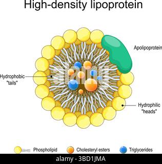Lipoprotéines de haute densité. сoncepts de base, structure. Transport du cholestérol. Illustration vectorielle. Affiche médicale. Schéma de principe Illustration de Vecteur