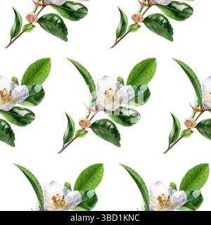 Motif botanique de plante de thé à l'aquarelle, illustration Camellia Sinensis Banque D'Images