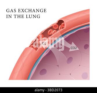 Échange d'oxygène et de dioxyde de carbone Banque D'Images