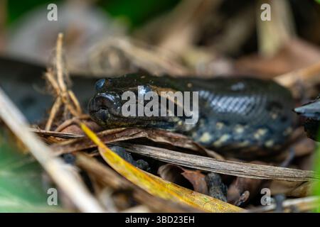 Un jeune vert Anaconda Eunectes murinus, dans la forêt près d'un ruisseau Parc National Yasuni en Équateur. Banque D'Images