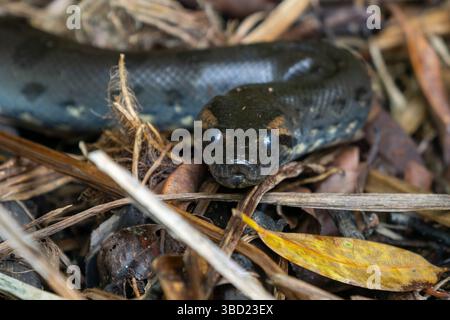 Un jeune vert Anaconda Eunectes murinus, dans la forêt près d'un ruisseau Parc National Yasuni en Équateur. Banque D'Images