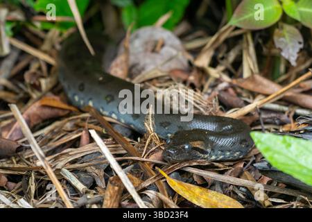Un jeune vert Anaconda Eunectes murinus, dans la forêt près d'un ruisseau Parc National Yasuni en Équateur. Banque D'Images