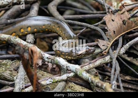 Un jeune vert Anaconda Eunectes murinus, dans la forêt près d'un ruisseau Parc National Yasuni en Équateur. Banque D'Images