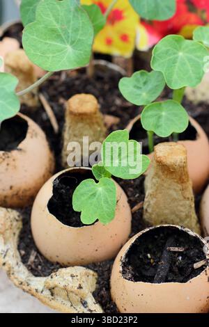Semis. Plantules de nasturtium cultivées à partir de graines dans des coquilles d'oeufs rincées, prêtes à être plantées. ROYAUME-UNI Banque D'Images