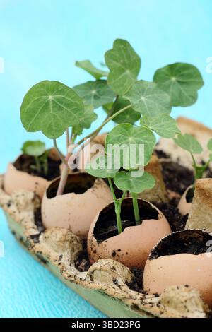 Semis. Plantules de nasturtium cultivées à partir de graines dans des coquilles d'oeufs rincées, prêtes à être plantées. ROYAUME-UNI Banque D'Images