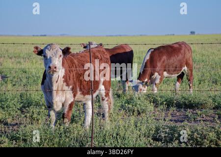 Le bétail de Hereford paissant paisiblement dans un pâturage vert luxuriant, séparé par une clôture de fil barbelé, profitant d'une journée ensoleillée à la ferme Banque D'Images