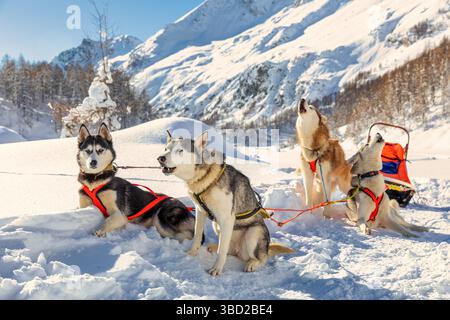 Les chiens de traîneau Husky Sibérien, Breuil-Cervinia, vallée d'aoste, Italie Banque D'Images