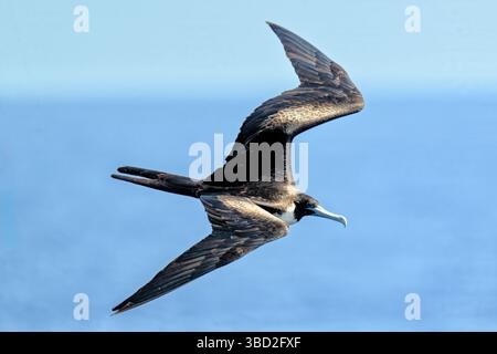 Une magnifique frégate (Fregata Magnificens) en vol au-dessus des eaux atlantiques près du cap-vert. Il peut voler à des vitesses allant jusqu'à 95 mph Banque D'Images