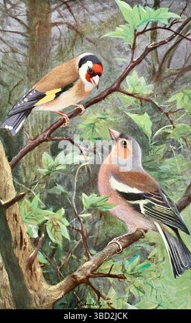 Wilhelm Kuhnert - Goldfinch et Chaffinch - 1913 Banque D'Images