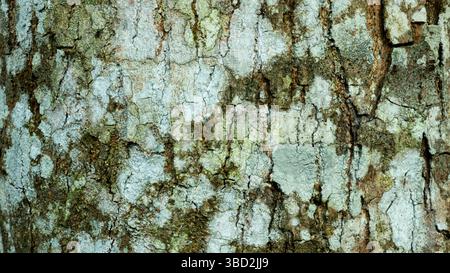 L'écorce des manguiers est rugueuse, fibreuse et brun grisâtre. Il protège l'arbre des parasites et des dommages, s'épaissit avec l'âge et aide le retai Banque D'Images