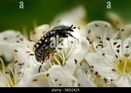 Coléoptère rose à taches blanches (Oxythyrea funesta) sur l'aubépine commune (Crataegus monogyna) Banque D'Images