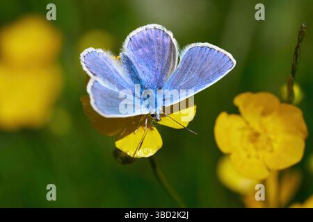 Mâle papillon bleu commun (Polyommatus icarus) sur une fleur de papillon Banque D'Images