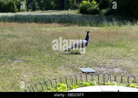 Berlin, Allemagne. 21 mai 2025. 5/21/2025 Berlin-Zehlendorf : entièrement rénové. Le château sur Peacock Island (photo de Simone Kuhlmey/Pacific Press/Sipa USA) crédit : Sipa USA/Alamy Live News Banque D'Images