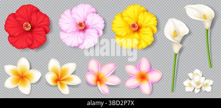 Illustrations réalistes de fleurs tropicales vibrantes, notamment hibiscus, plumeria et lys de calla. Teintes rouge vif, rose, jaune affichées sur transpa Illustration de Vecteur