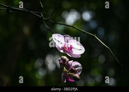 (250522) -- BAOTING, 22 mai 2025 (Xinhua) -- cette photo prise le 20 mai 2025 montre une orchidée dans la zone de tourisme culturel de la forêt pluviale de Yanoda dans le comté autonome de Baoting Li et Miao, dans la province de Hainan, au sud de la Chine. La zone touristique culturelle de la forêt tropicale de Yanoda compte plus de 1 400 espèces d'arbres et plus de 80 variétés de fleurs tropicales. (Xinhua/pu Xiaoxu) Banque D'Images