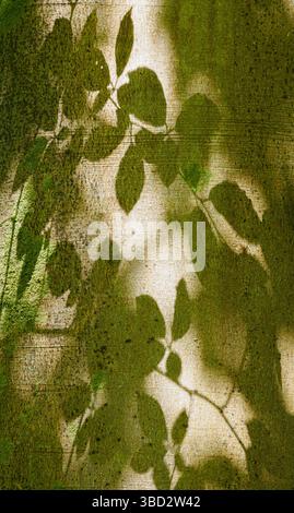 Ombre de feuilles sur le tronc d'un hêtre dans un bois de Somerset Banque D'Images