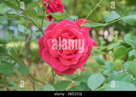 Gros plan d'une rose rouge éclatante fleurissant dans un jardin verdoyant Banque D'Images