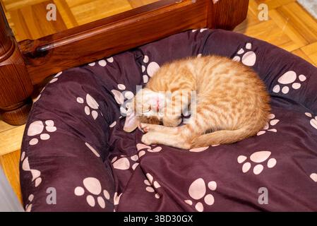 Un chaton orange dort enroulé sur un lit pour chien Banque D'Images