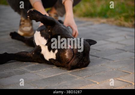 Chien bouledogue français allongé sur le trottoir pendant la promenade dans le parc, propriétaire se gratte le ventre. Femme joue avec son animal de compagnie pendant la marche, gros plan. Concept de marche de chien, prendre soin de l'animal Banque D'Images